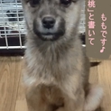 雑種の子犬【桃】新しい家族募集中☆