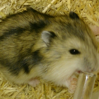 ジャンガリアンハムスターの赤ちゃん産まれました