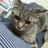 甘えん坊♪だけどしっかり者のキジトラママです！！ サムネイル7