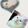 もっちーの里親様が決まりました☆ サムネイル2