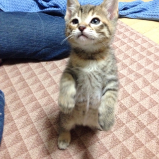 一時停止いたします