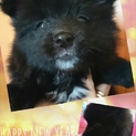 もふもふ子犬【くろ】の家族募集中♪
