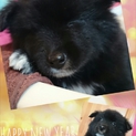 もふもふ仔犬【ゆず】の家族募集中☆