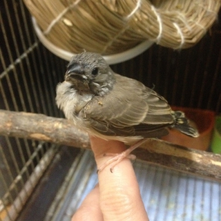 ありがとうございました！キンカチョウの雛