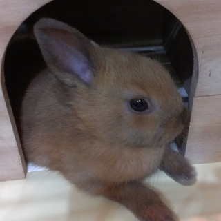 ネザーランドとミニウサギの里親募集です