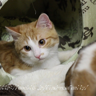 被災仔猫　洋種ＭＩＸの茶しろ　くり坊