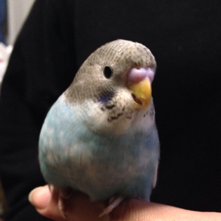 セキセイインコ里親募集