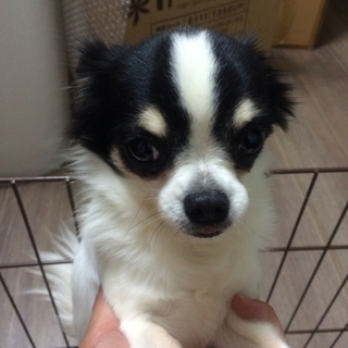 チワワ可愛がってあげてください