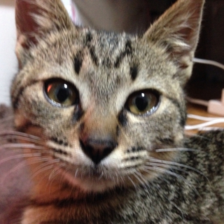 子猫の飼い主さま大募集！