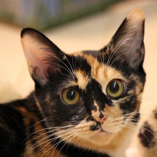 賢い三毛仔猫のミミ
