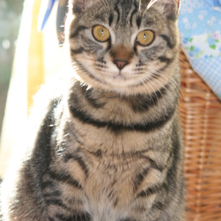 猫の里親募集中