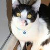 猫の里親募集中 サムネイル3