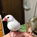 白文鳥（オス）　里親が決まりました！