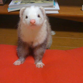 素敵な里親様に可愛がって頂けることになりました！