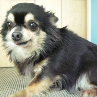 成犬ちわわの女の子