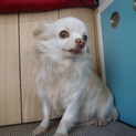 成犬ちわわの女の子