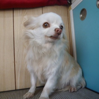 成犬ちわわの女の子