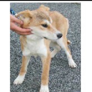 緊急期限切れます