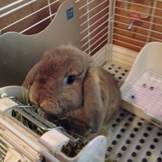 ロップイヤーの里親募集です。