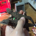 ジョーンズヨロイトカゲ2匹