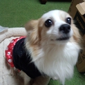 緊急！一頭飼い希望