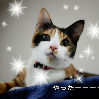 おひざ大好き三毛猫まなつさん