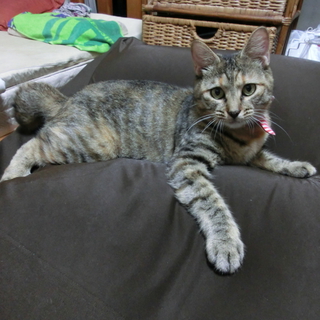 べったり甘えん坊のめいちゃん♡お座りもできます