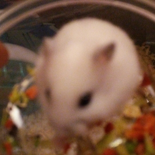 12月31日生パールホワイト2匹♀♂ブルー1匹♀ 