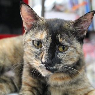 大人しいサビ猫・2歳メス