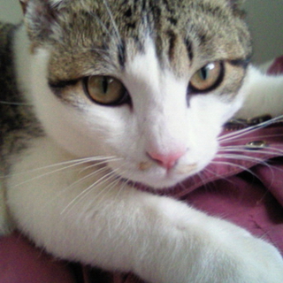 　甘えん坊の、おとなしくて、賢い猫ちゃんです。