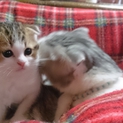 一時終了致します。