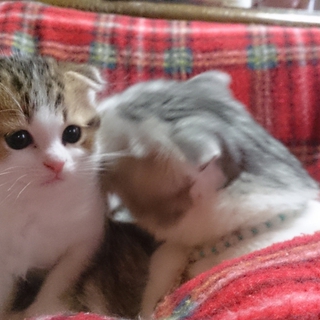一時終了致します。