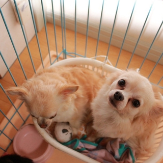 チワワ母子の里親になってくださる方を募集します！