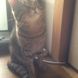 クールなベンガルの男の子。