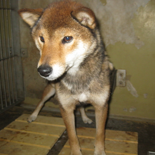 熊本県・柴犬（女の子）の里親になってください