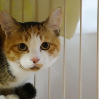 ♪みけねこ　プリマです♪