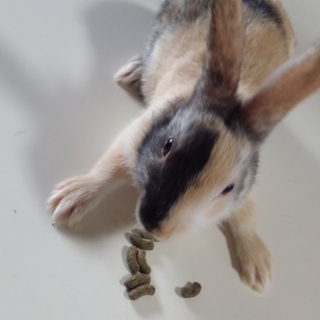 うさぎの里親募集中