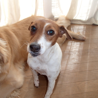 ２匹一緒に飼って頂ける里親様が見つかりました。