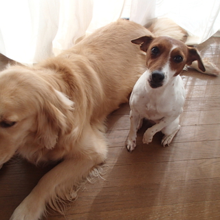 ２匹一緒に飼っていただける里親様が見つかりました