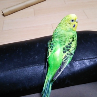 セキセイインコ　里親決定しました