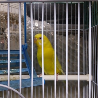 セキセイインコ　里親決定しました