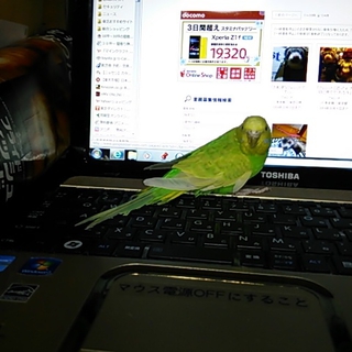 セキセイインコ　里親決定しました