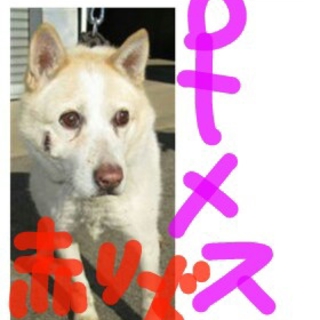 8匹緊急17じまで決まらないと明日朝処分のこたち