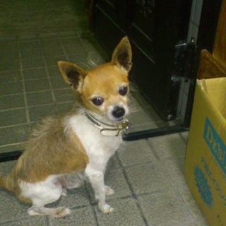 小型犬 里親募集！