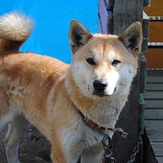 被災地からのレスキュー犬ですＮＯ４７　コンちゃん