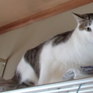 おとな猫　キジ白里親募集中