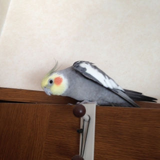 オカメインコノーマル♂1年５ヶ月