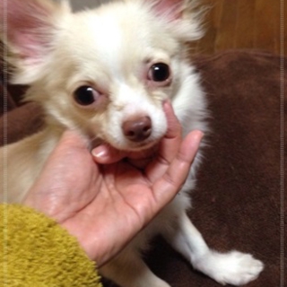 フレンドリーな子犬２キロ♂10ヵ月