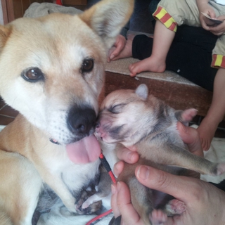 お母さん犬と子犬５匹