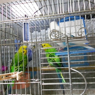 セキセイインコ　里親決定しました